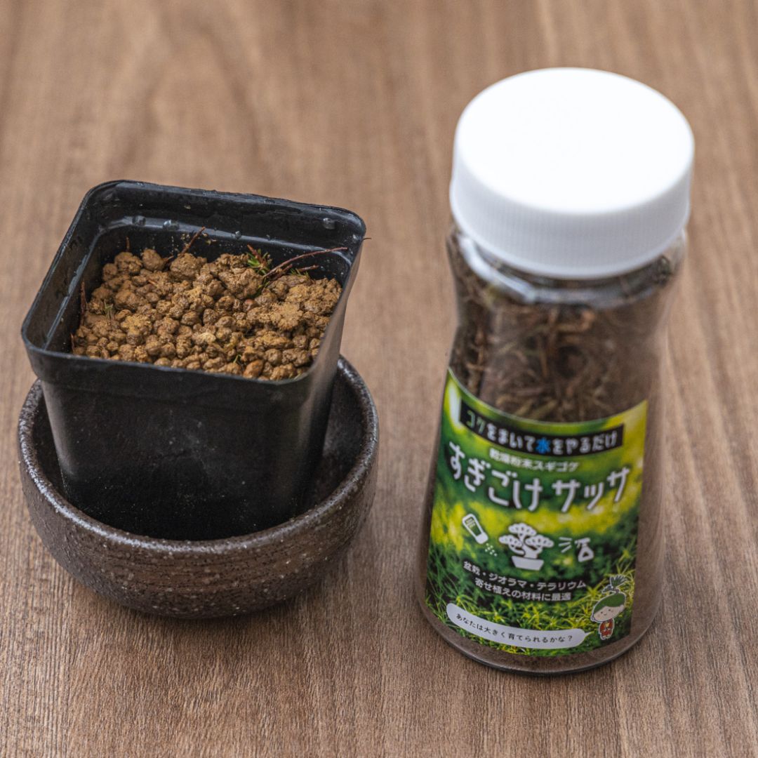 すぎこけサッサ