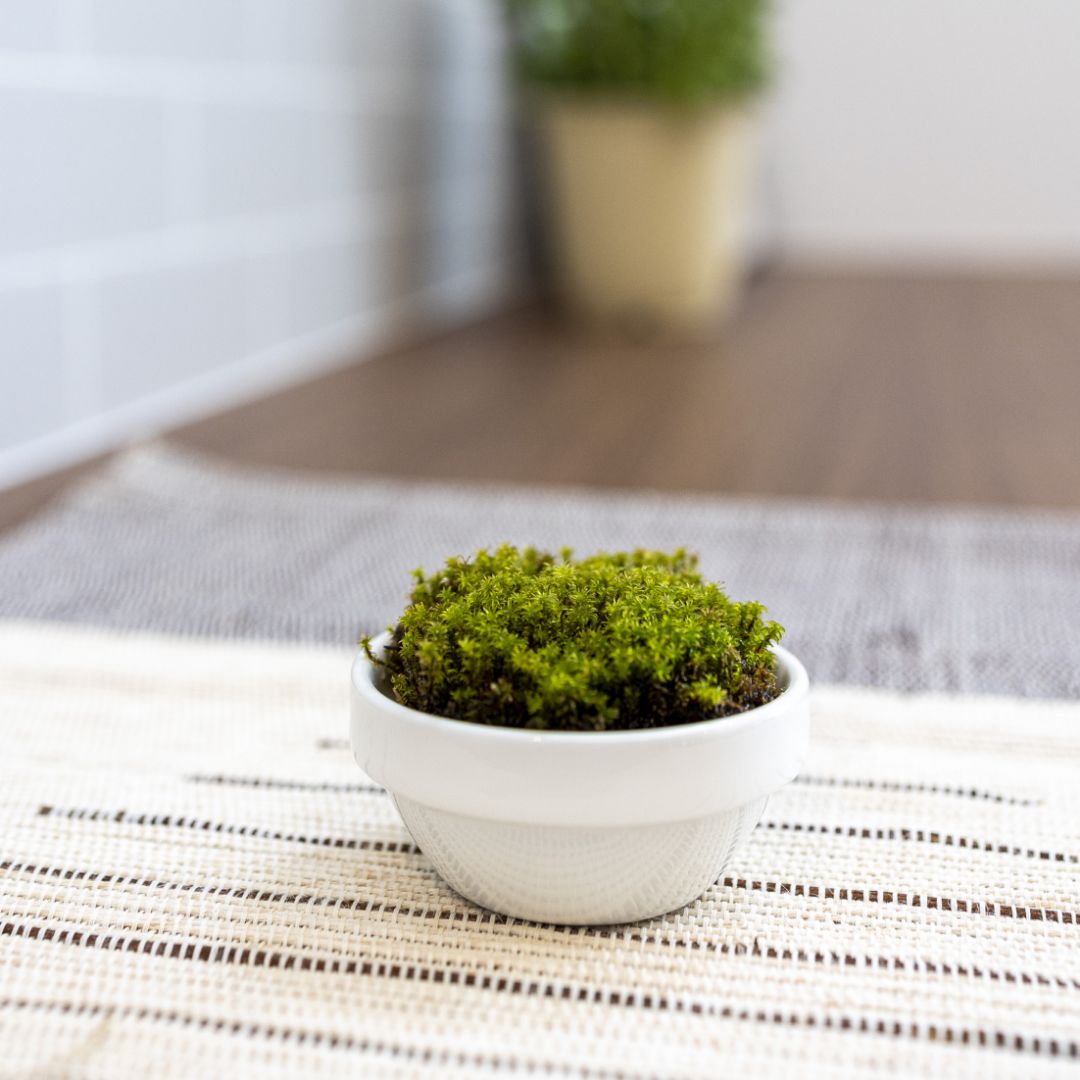 ふりこけサッサ