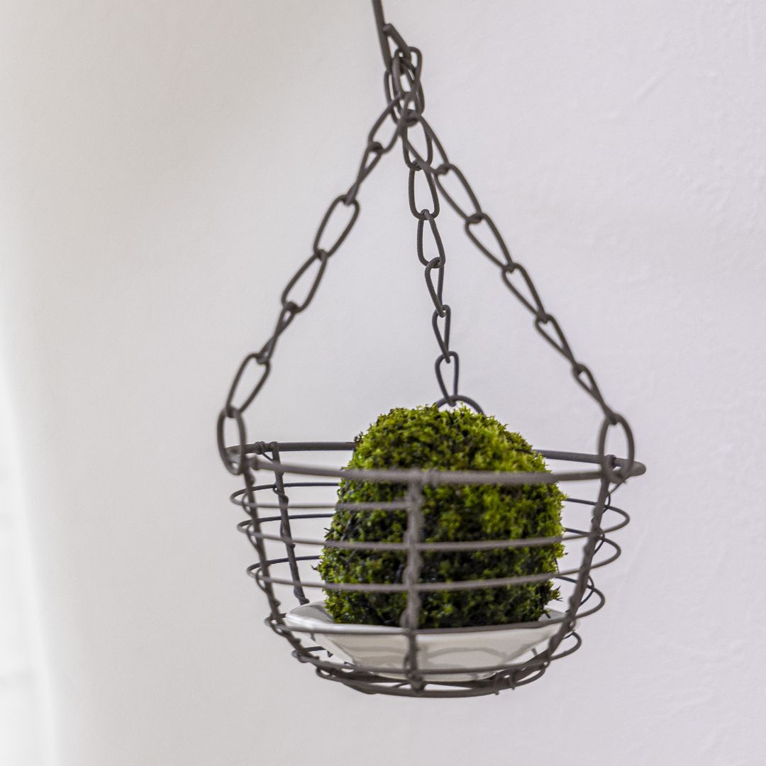 すぎごけPOMPON Sサイズ