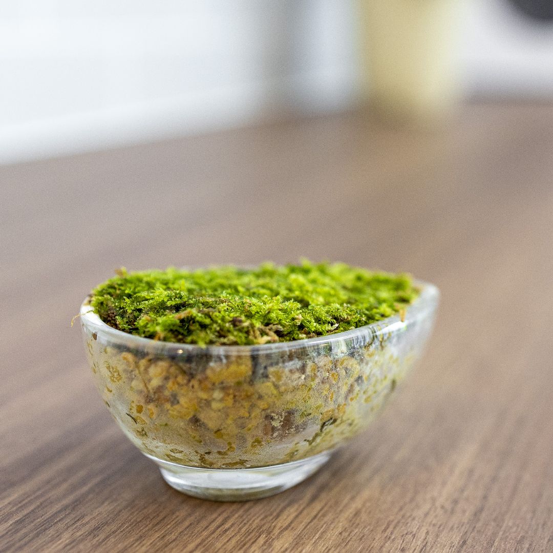 はいごけサッサ