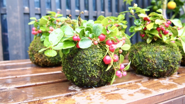 苔玉・苔 puyozou You won't fail with this!!] Michikusa Channel x Green Gallery