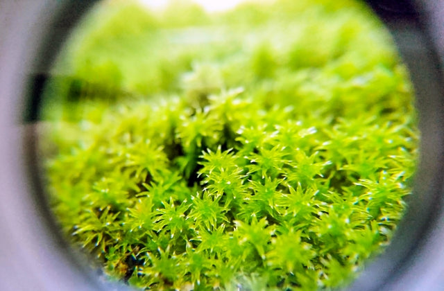 moss shop 291 – moss shop291